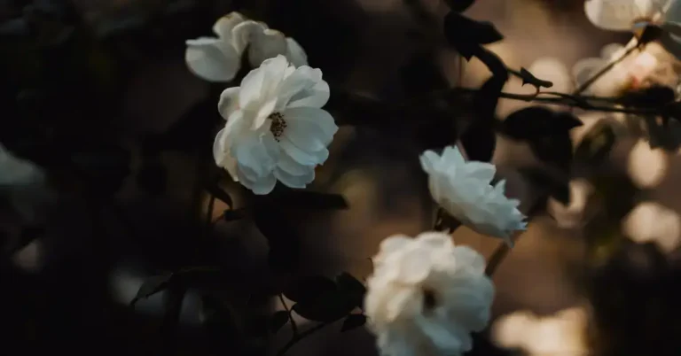 20+ Dark Spiritual Aesthetic Art You Will Love 2024 50 Dark Spiritual Aesthetic Art: roses and the nature