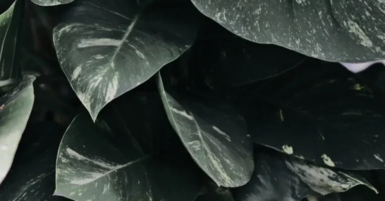 20 Dark Green Spiritual Aesthetic You Will Adore 2024 219 Dark Green Spiritual Aesthetic: plants with their leaves